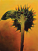 Full Sunflower
