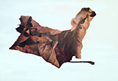 I Catch the Wind