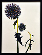 I Lean Toward You - Thistles
