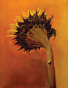 Setting Sunflower
