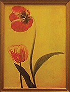 Tulip Embrace